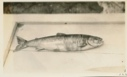 Image of Sea trout